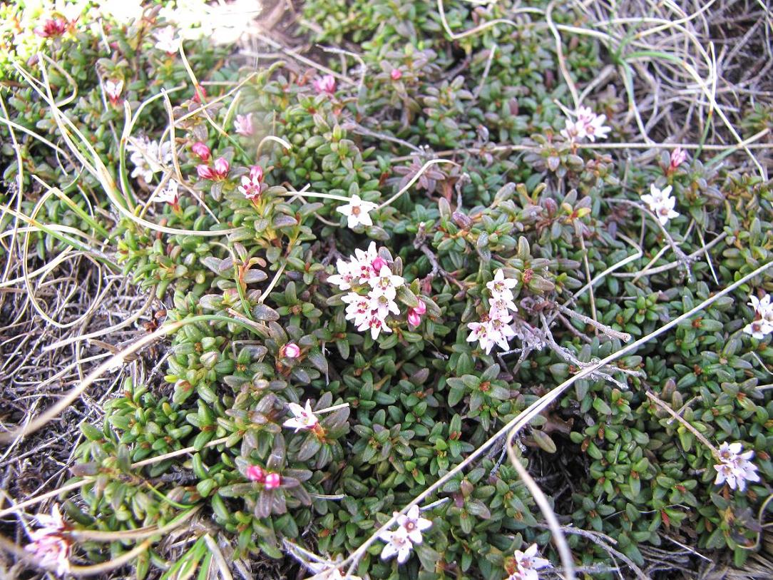 I fiori del vento:Kalmia procumbens (=Loiseleuria procumbens)